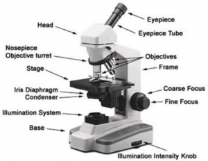 microscope-parts-and-functions